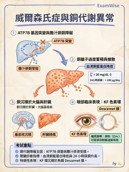 營養 - 鋅與銅營養 - AI 圖文解析預覽