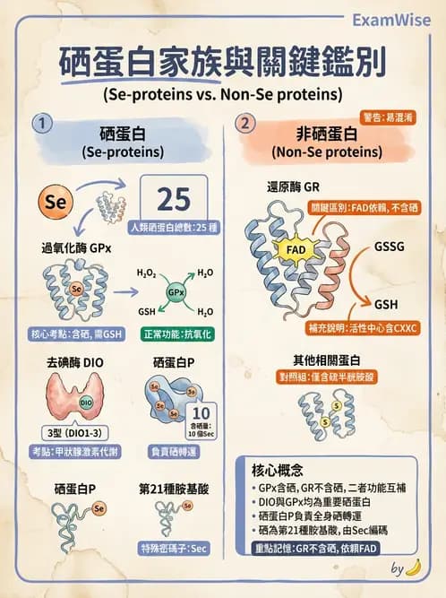 營養 - 碘與硒營養 - AI 圖文解析預覽