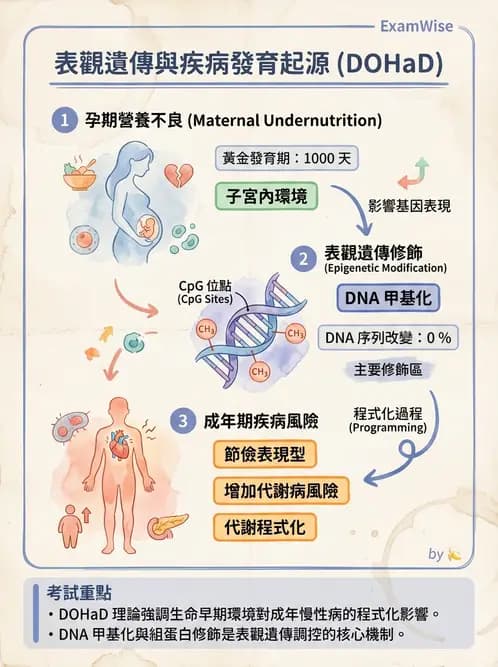 營養 - 孕期與哺乳期營養 - AI 圖文解析預覽