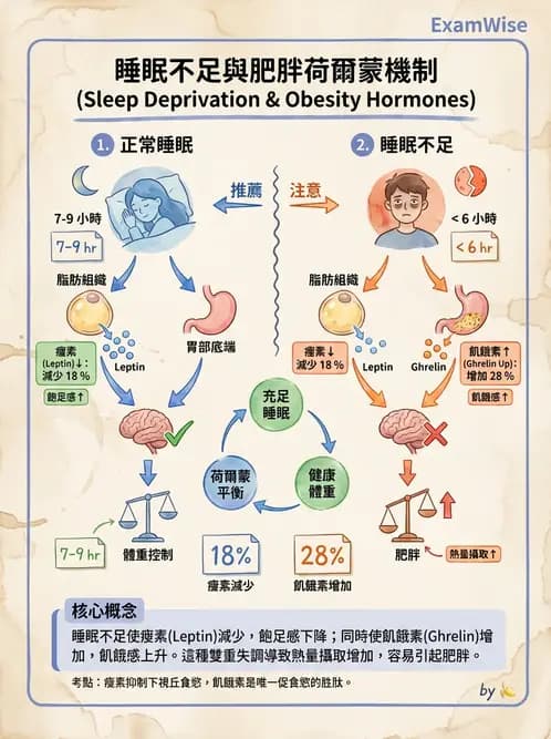 營養 - 能量平衡與食慾控制 - AI 圖文解析預覽