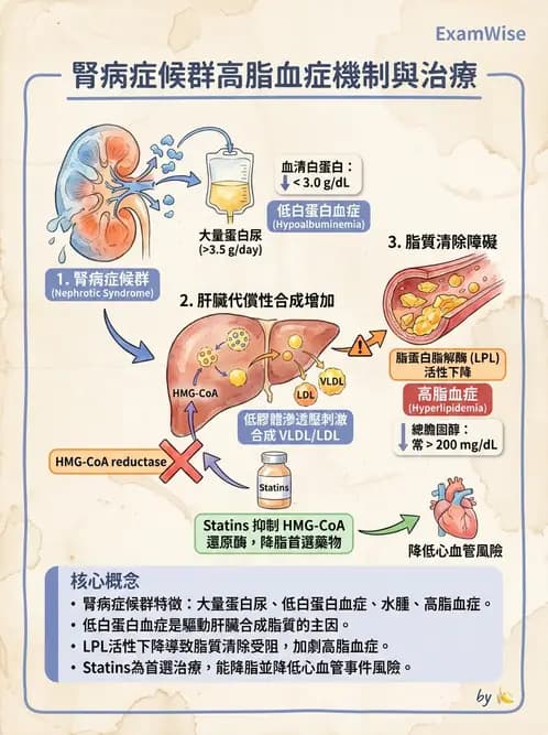 營養 - 腎臟疾病飲食治療 - AI 圖文解析預覽