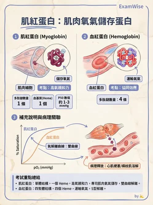 營養 - 動植物性食材製備原理 - AI 圖文解析預覽