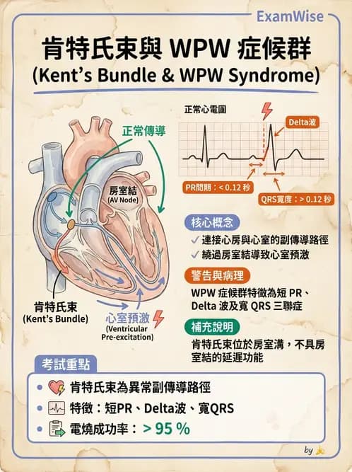 醫檢師 - 心肌病變與特殊心電圖 - AI 圖文解析預覽