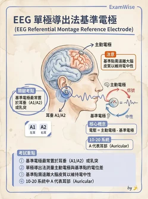 醫檢師 - 腦電圖檢查 - AI 圖文解析預覽