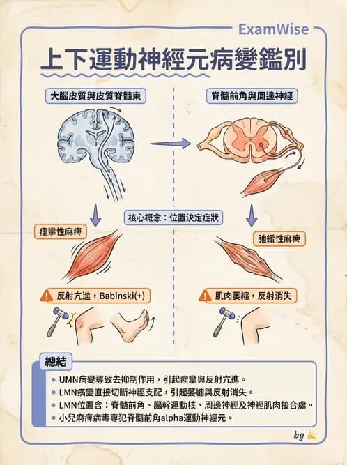 醫檢師 - 神經肌肉與睡眠檢查 - AI 圖文解析預覽
