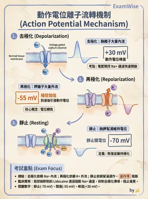 醫檢師 - 神經肌肉與睡眠檢查 - AI 圖文解析預覽