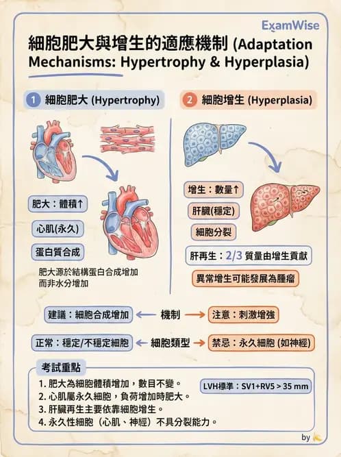 醫檢師 - 細胞傷害、發炎與修復 - AI 圖文解析預覽