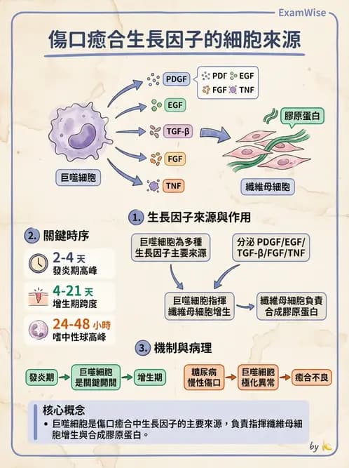 醫檢師 - 細胞傷害、發炎與修復 - AI 圖文解析預覽