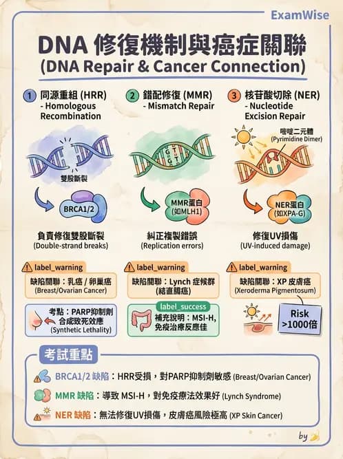 醫檢師 - 腫瘤概論 - AI 圖文解析預覽