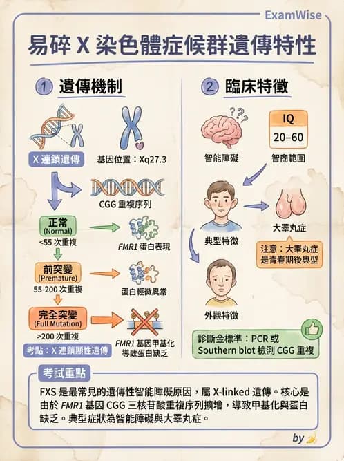 醫檢師 - 遺傳和發育疾病 - AI 圖文解析預覽
