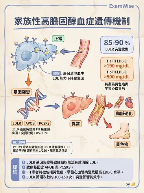 醫檢師 - 遺傳和發育疾病 - AI 圖文解析預覽