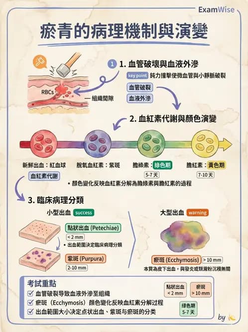 醫檢師 - 物理和化學傷害及營養疾病 - AI 圖文解析預覽