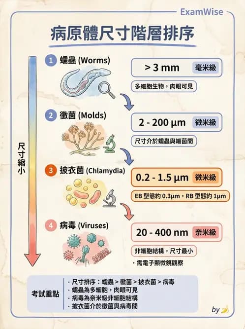 醫檢師 - 感染 - AI 圖文解析預覽