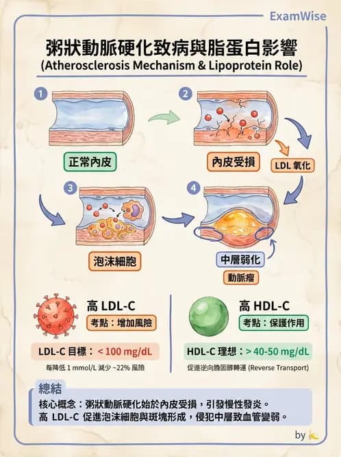 醫檢師 - 心血管疾病 - AI 圖文解析預覽