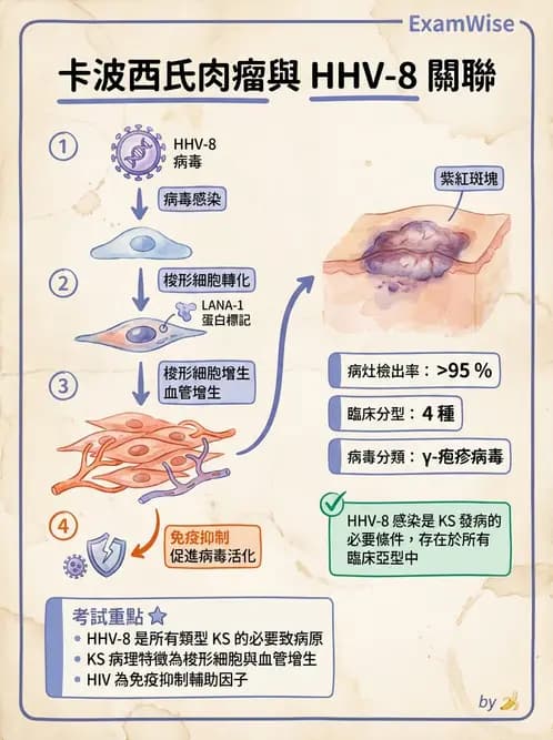 醫檢師 - 腫瘤概論 - AI 圖文解析預覽