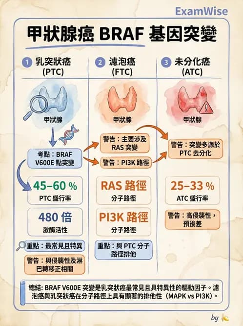 醫檢師 - 內分泌疾病 - AI 圖文解析預覽