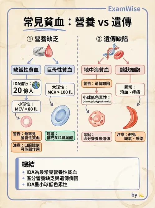 醫檢師 - 造血系統疾病 - AI 圖文解析預覽