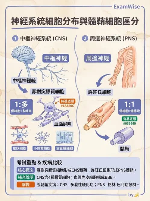 醫檢師 - 神經系統疾病 - AI 圖文解析預覽