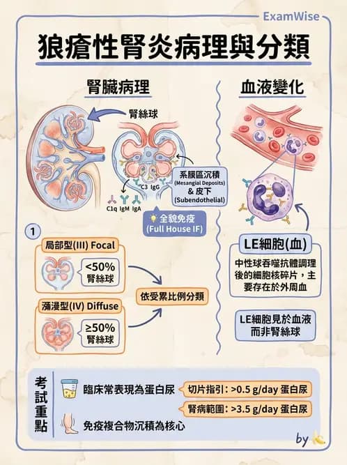 醫檢師 - 腎臟泌尿及男性生殖疾病 - AI 圖文解析預覽