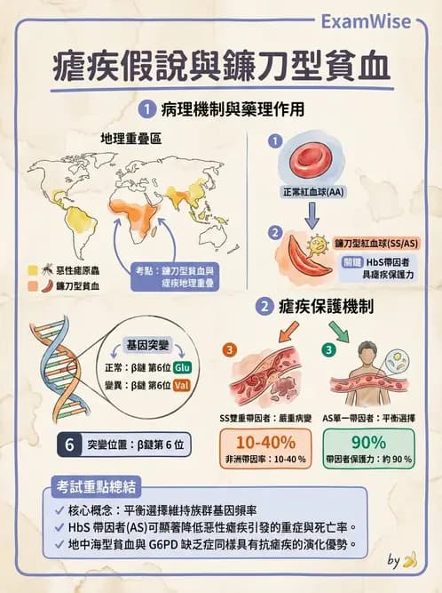 醫檢師 - 溶血性貧血與血色素病變 - AI 圖文解析預覽