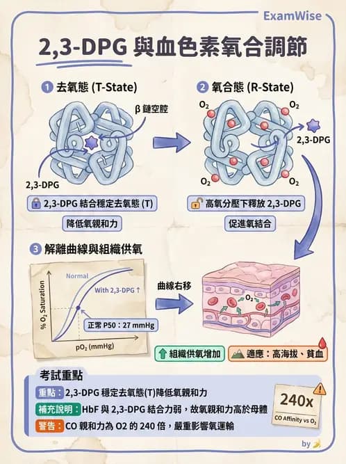 醫檢師 - 紅血球生理與形態 - AI 圖文解析預覽