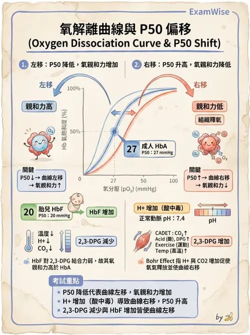 醫檢師 - 紅血球生理與形態 - AI 圖文解析預覽