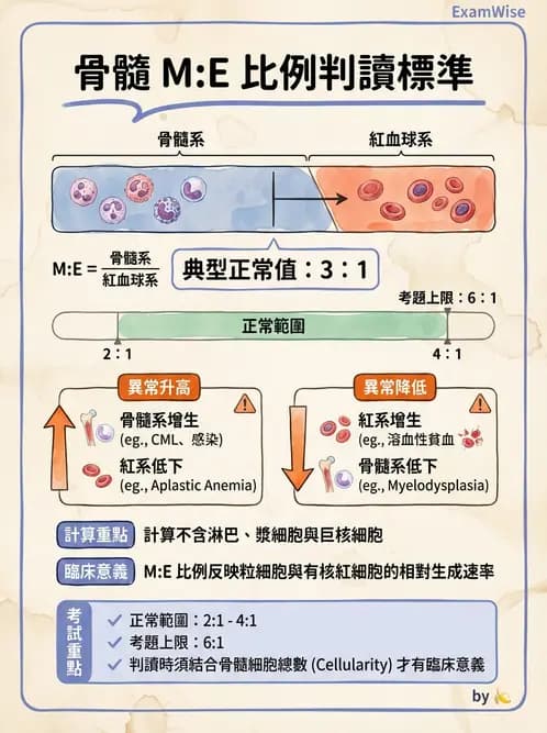 醫檢師 - 紅血球生理與形態 - AI 圖文解析預覽