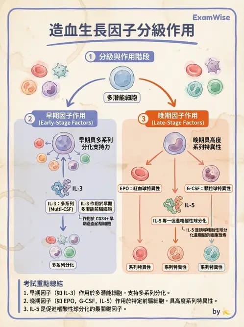 醫檢師 - 紅血球生理與形態 - AI 圖文解析預覽