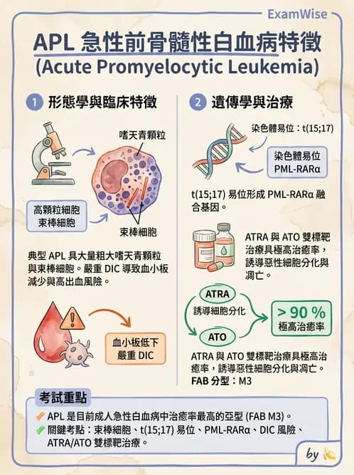 醫檢師 - 急性白血病 - AI 圖文解析預覽