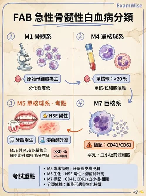 醫檢師 - 急性白血病 - AI 圖文解析預覽
