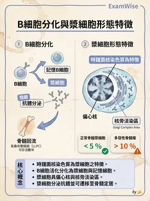 醫檢師 - 白血球生理與形態 - AI 圖文解析預覽