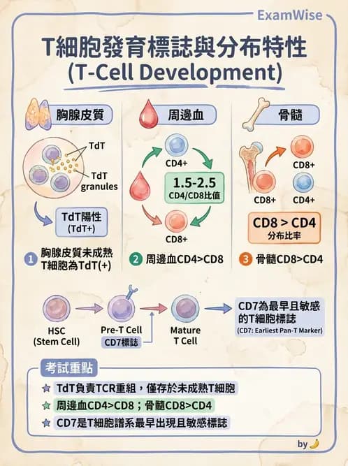 醫檢師 - 白血球生理與形態 - AI 圖文解析預覽