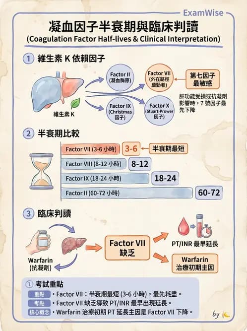 醫檢師 - 凝血因子與凝血檢驗 - AI 圖文解析預覽