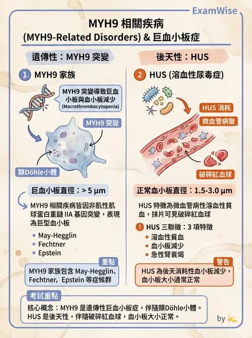 醫檢師 - 血小板與止血生理 - AI 圖文解析預覽