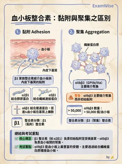 醫檢師 - 血小板與止血生理 - AI 圖文解析預覽