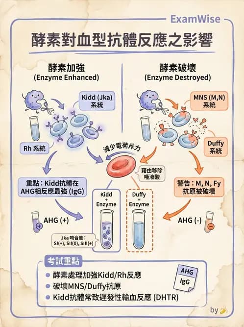 醫檢師 - 紅血球抗原與血型系統 - AI 圖文解析預覽