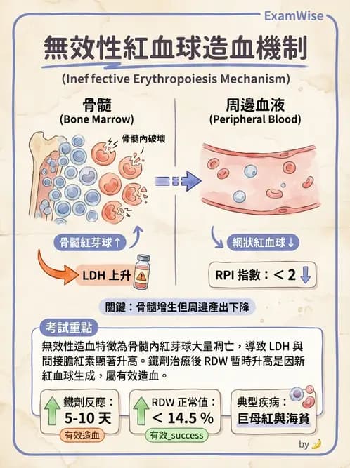 醫檢師 - 貧血診斷與營養缺乏性貧血 - AI 圖文解析預覽