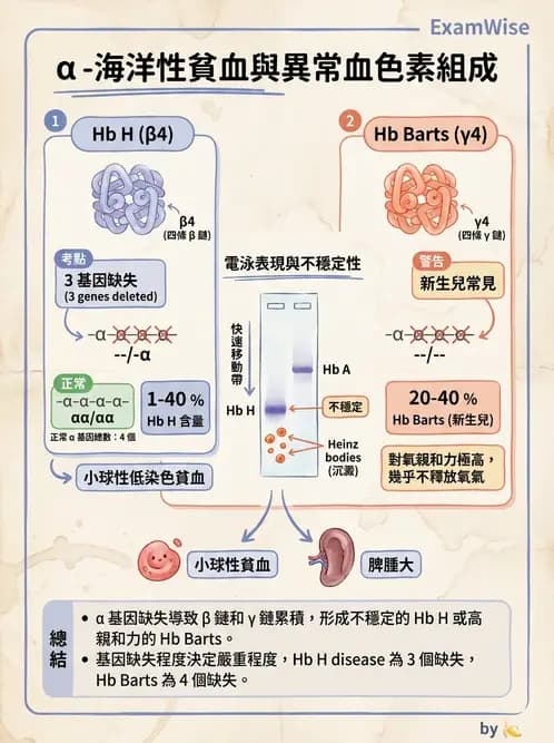 醫檢師 - 溶血性貧血與血色素病變 - AI 圖文解析預覽
