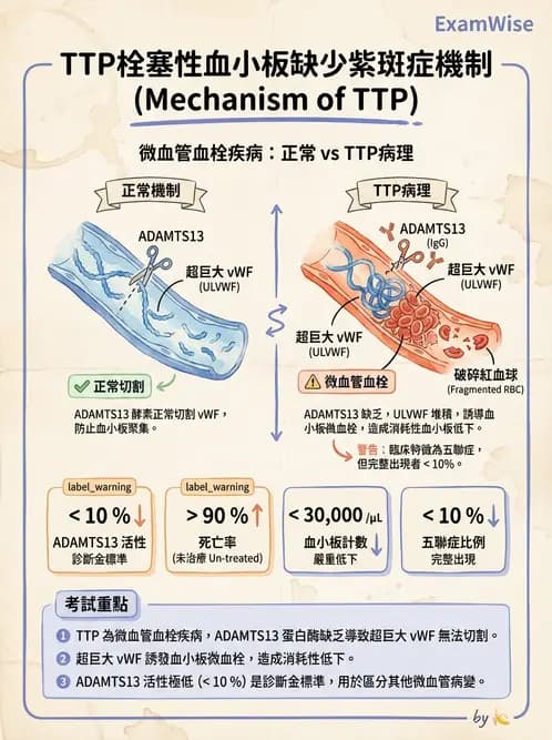 醫檢師 - 出血性疾病與檢驗 - AI 圖文解析預覽