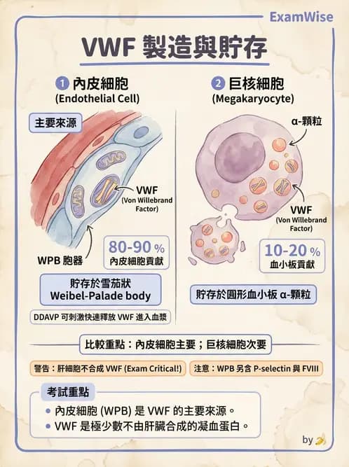 醫檢師 - 血小板與止血生理 - AI 圖文解析預覽