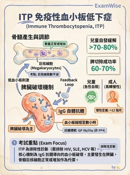 醫檢師 - 出血性疾病與檢驗 - AI 圖文解析預覽