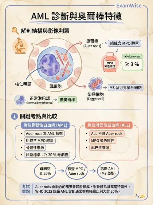 醫檢師 - 急性白血病 - AI 圖文解析預覽