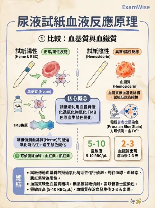 醫檢師 - 尿液化學檢驗 - AI 圖文解析預覽