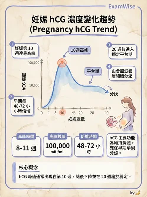 醫檢師 - 懷孕試驗 - AI 圖文解析預覽