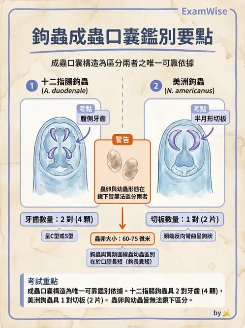 醫檢師 - 寄生蟲檢查-蠕蟲類 - AI 圖文解析預覽