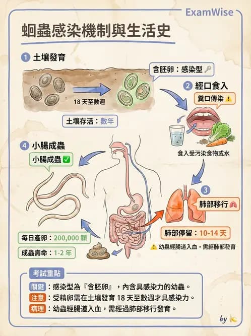 醫檢師 - 寄生蟲檢查-蠕蟲類 - AI 圖文解析預覽