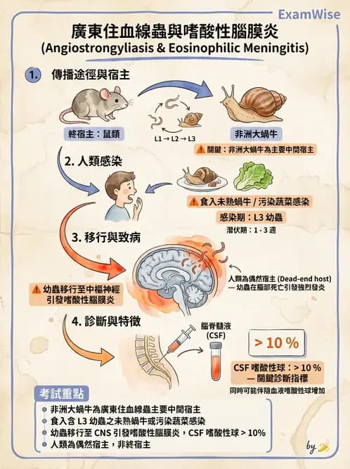 醫檢師 - 寄生蟲檢查-蠕蟲類 - AI 圖文解析預覽
