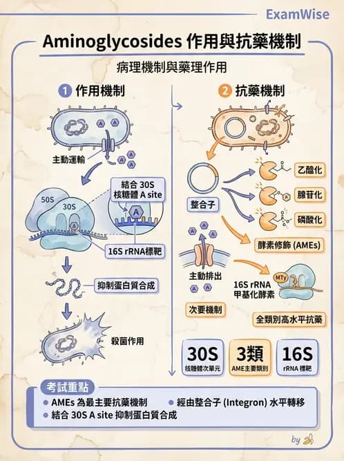 醫檢師 - 感染症分子檢驗 - AI 圖文解析預覽