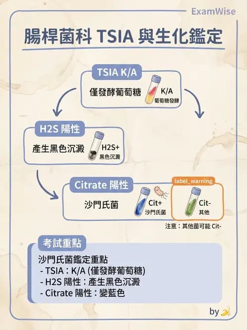 醫檢師 - 腸內菌鑑別方法與培養基 - AI 圖文解析預覽
