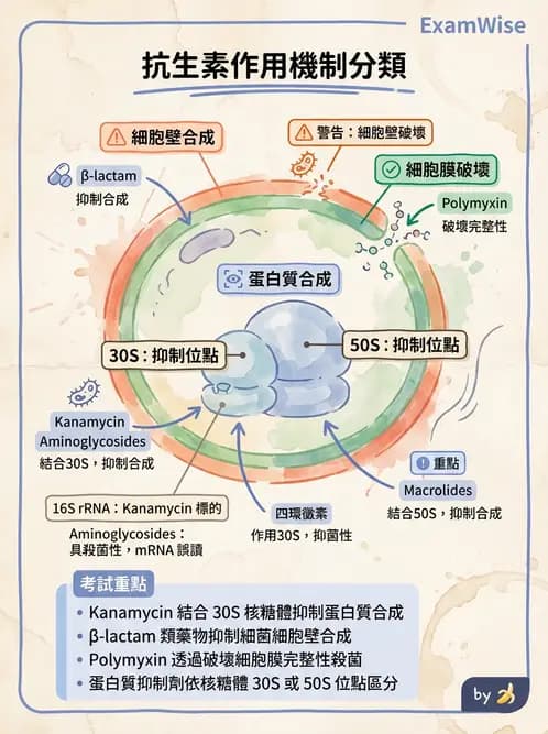 醫檢師 - 抗微生物製劑 - AI 圖文解析預覽